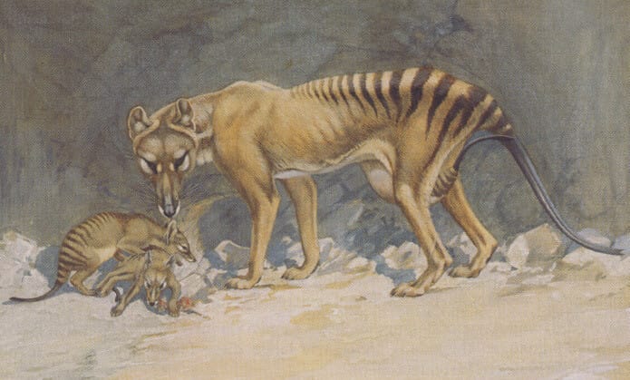 Thylacine painting