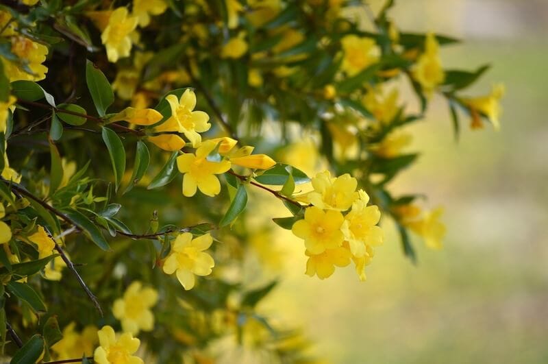 Yellow Jasmine ( Gelsemium Sempervirens )