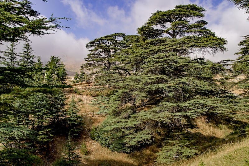cedar tree