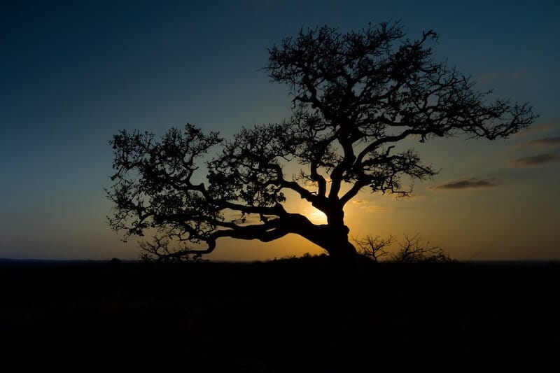 fig tree