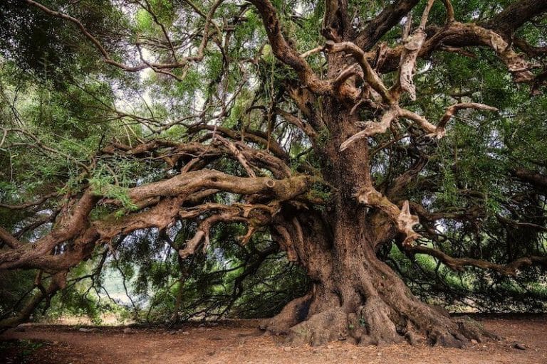 olive tree