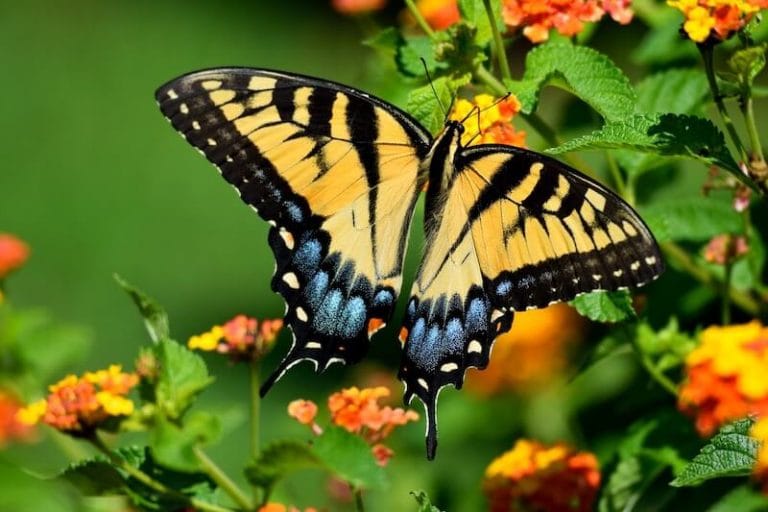 swallowtail butterfly