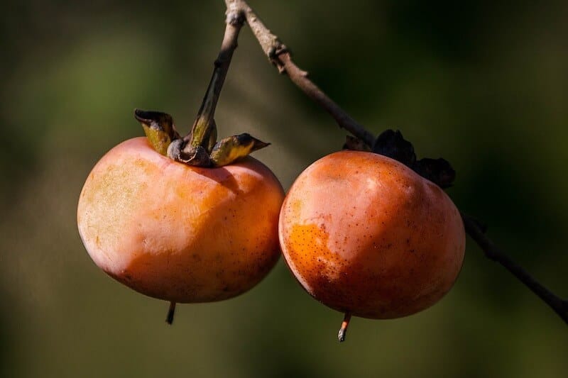 wild persimmon