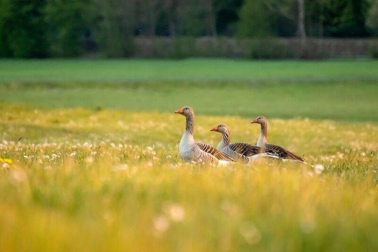 Goose