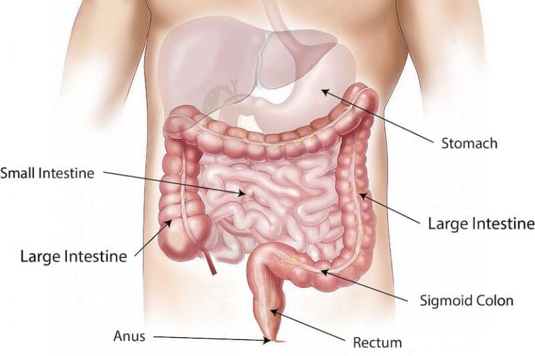abdomen digestive system