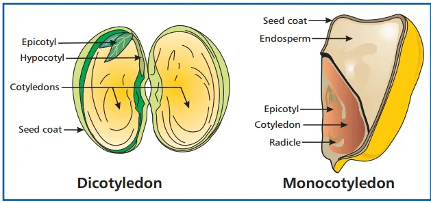 Parts of Seed