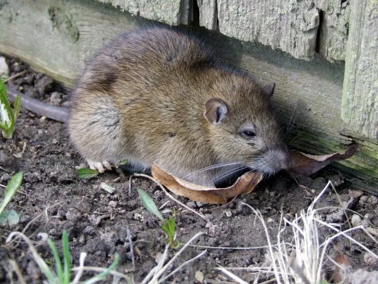 Rattus Norvegicus