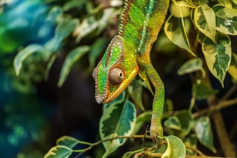 chameleon