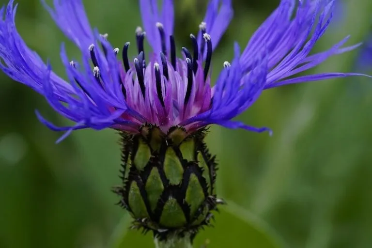 Knapweeds ( Centaurea )
