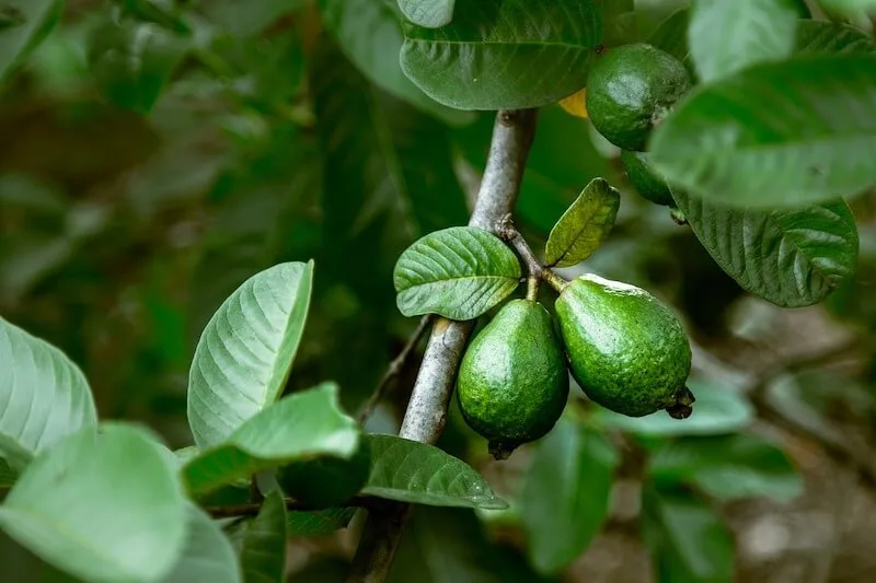 Guava