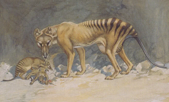 Thylacine painting