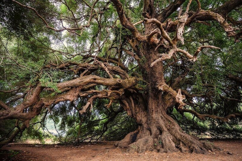 tree-symbolism-in-the-bible